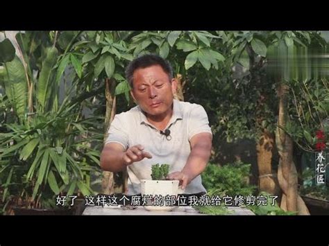 龍骨仙人掌修剪